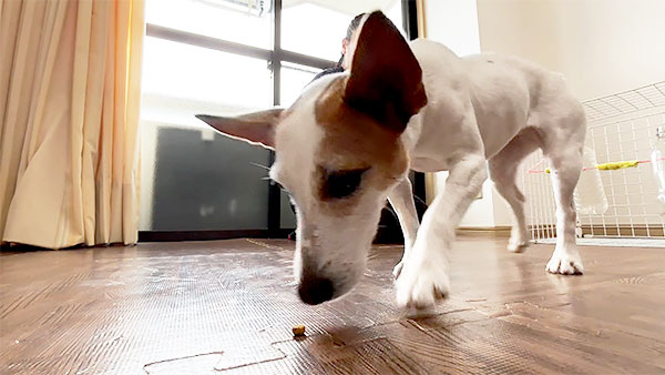 きら きょうのわんこ 写真5