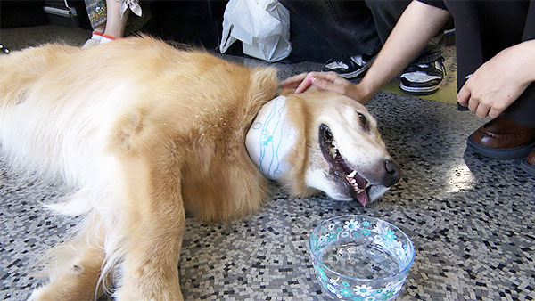 7027 ばん - めざましテレビ｜きょうのわんこ - フジテレビ