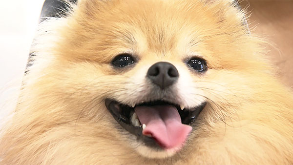 れお きょうのわんこ 写真1