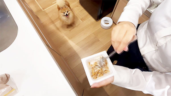 れお きょうのわんこ 写真2