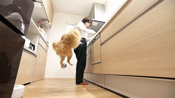 れお きょうのわんこ 写真3