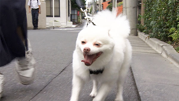 がるぼ きょうのわんこ 写真1