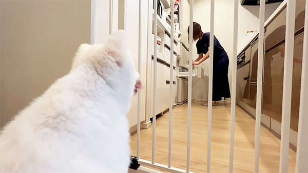 がるぼ きょうのわんこ 写真3