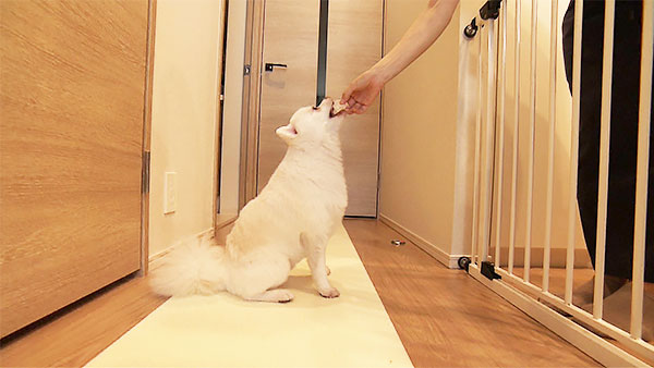 がるぼ きょうのわんこ 写真4