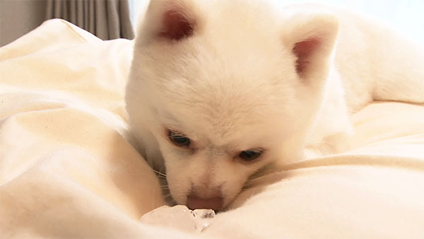 がるぼ きょうのわんこ 写真5