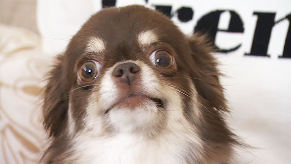 10黒い犬が出てきた・・・【にゃんこ大戦争】 - YouTube