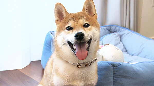 凪 きょうのわんこ 写真1