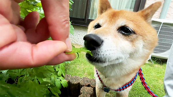 こてつ きょうのわんこ 写真3