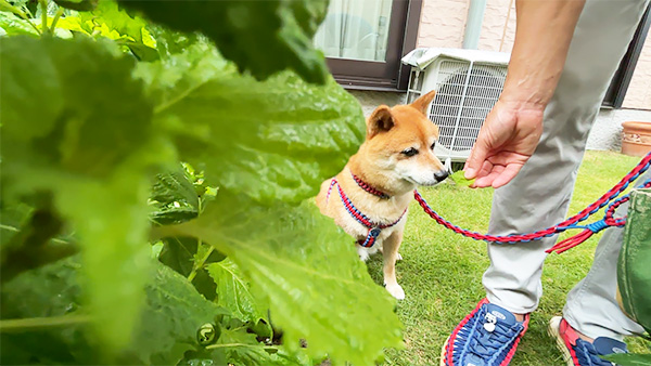 こてつ きょうのわんこ 写真4