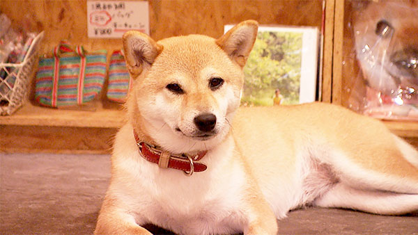 豆花 きょうのわんこ 写真1