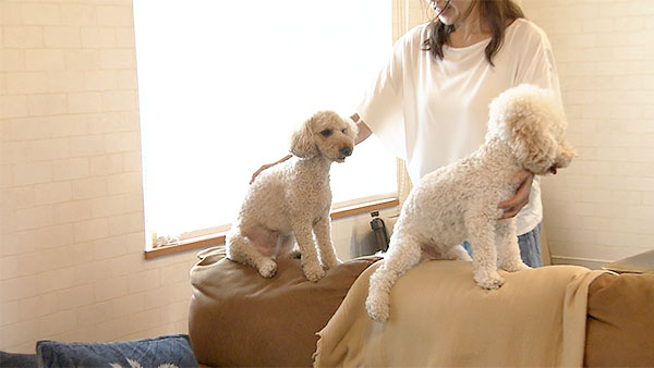 ロイ きょうのわんこ 写真5
