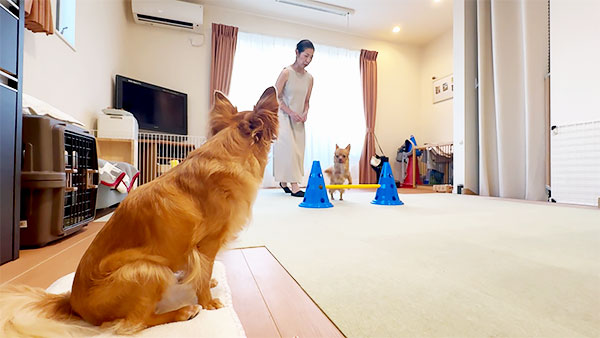 茶多朗 きょうのわんこ 写真2