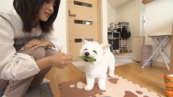 むく きょうのわんこ 写真4
