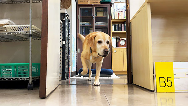 フラン きょうのわんこ 写真3