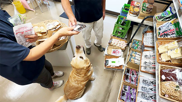 フラン きょうのわんこ 写真5