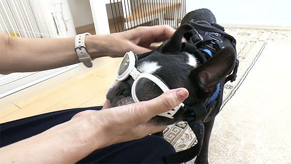 ボブ きょうのわんこ 写真3