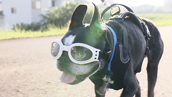ボブ きょうのわんこ 写真4
