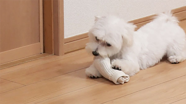 けむ きょうのわんこ 写真3