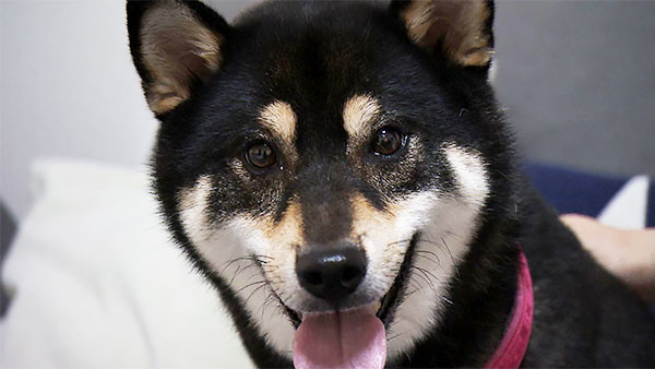 アラン きょうのわんこ 写真1