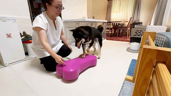 アラン きょうのわんこ 写真2