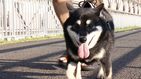 7058 ばん - めざましテレビ｜きょうのわんこ - フジテレビ