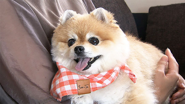 ココ きょうのわんこ 写真1