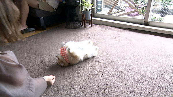 ココ きょうのわんこ 写真3