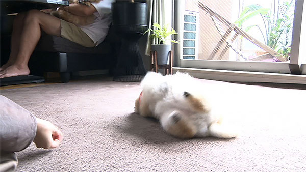 ココ きょうのわんこ 写真4