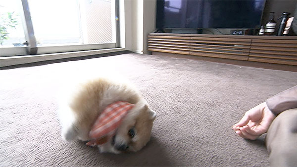 ココ きょうのわんこ 写真5