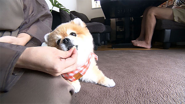 ココ きょうのわんこ 写真6