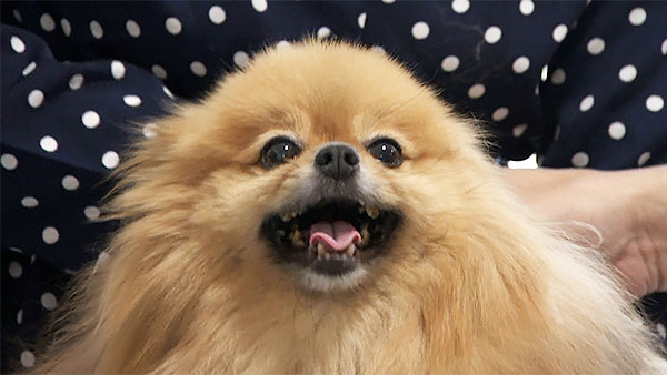 7066 ばん - めざましテレビ｜きょうのわんこ - フジテレビ