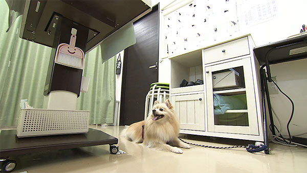 翔平 きょうのわんこ 写真2