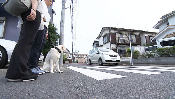 チェイス きょうのわんこ 写真5