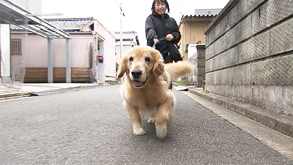 7073 ばん - めざましテレビ｜きょうのわんこ - フジテレビ