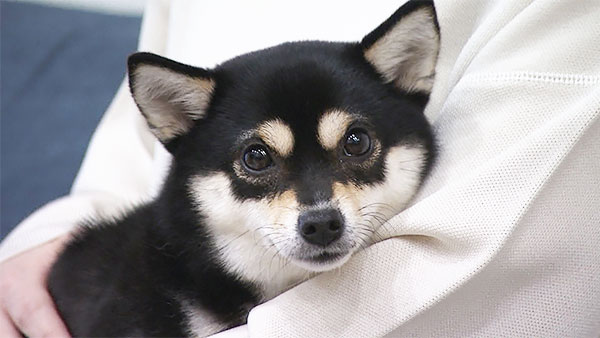 くるみ きょうのわんこ 写真1