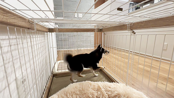 くるみ きょうのわんこ 写真4
