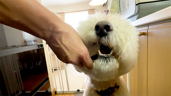 麦 きょうのわんこ 写真3