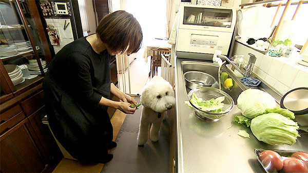 麦 きょうのわんこ 写真4