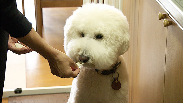 麦 きょうのわんこ 写真5