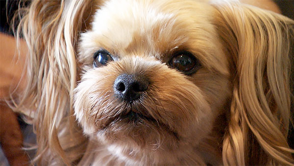 7083 ばん - めざましテレビ｜きょうのわんこ - フジテレビ