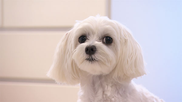 みるく きょうのわんこ 写真1