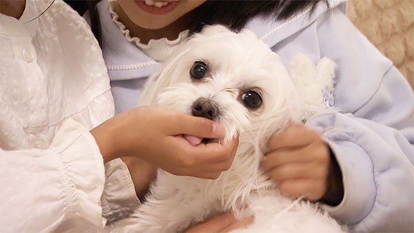 みるく きょうのわんこ 写真2