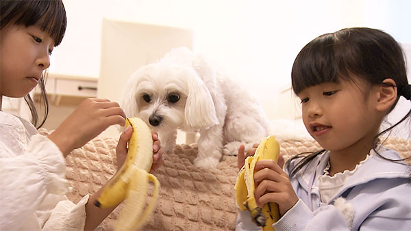 みるく きょうのわんこ 写真3