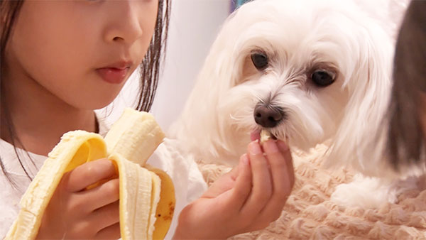 みるく きょうのわんこ 写真4