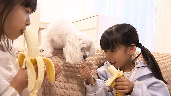 みるく きょうのわんこ 写真5