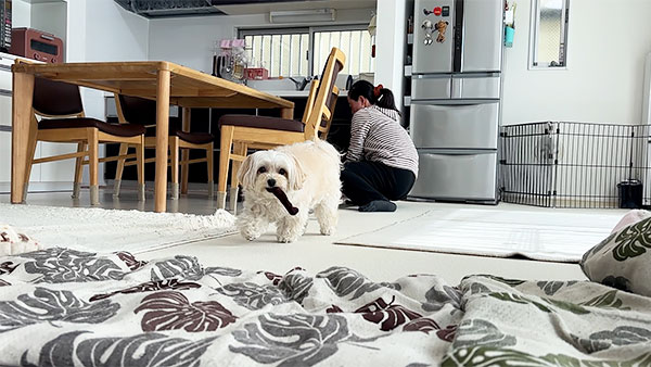 モカ きょうのわんこ 写真3