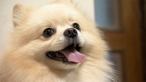 木紬 きょうのわんこ 写真1