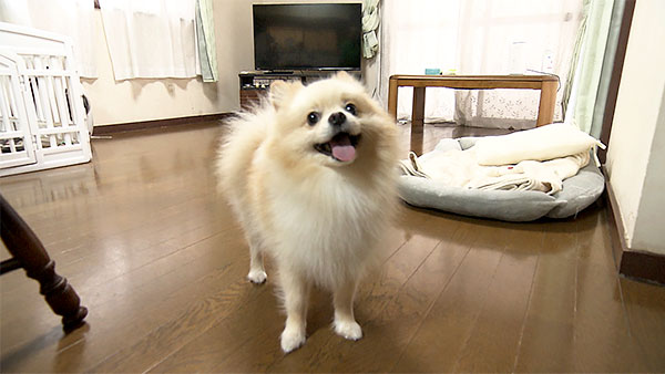 木紬 きょうのわんこ 写真2