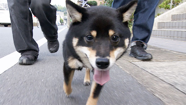 スミ きょうのわんこ 写真1