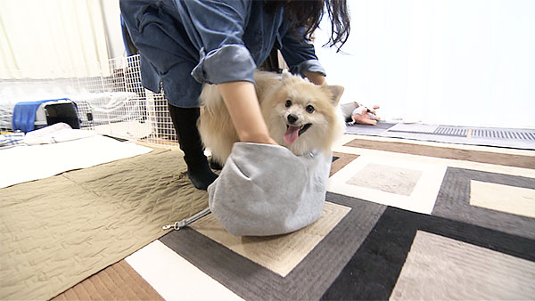 ブンブン・ブラウ きょうのわんこ 写真2